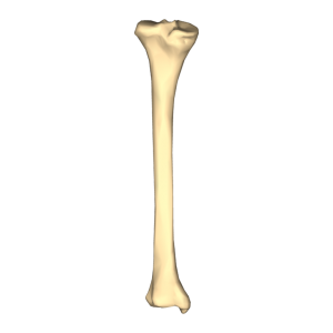 Bone PNG-46841